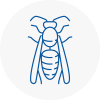 Abingdon Wasp Nest Removal